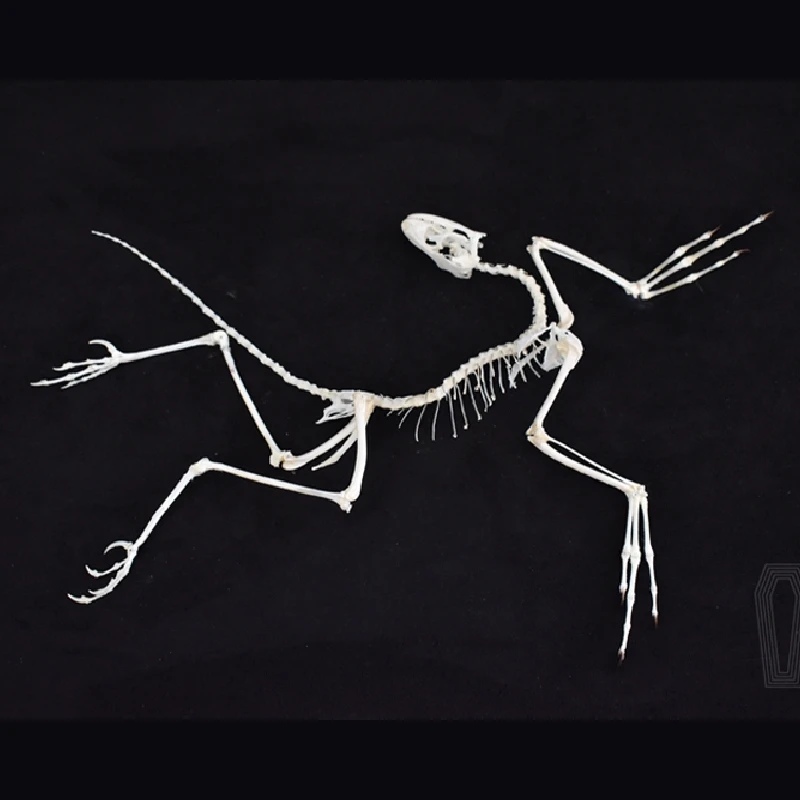 2120 ديكور حائط فني لآثار أركي - مراجعة Fossil Replica Display وسعره