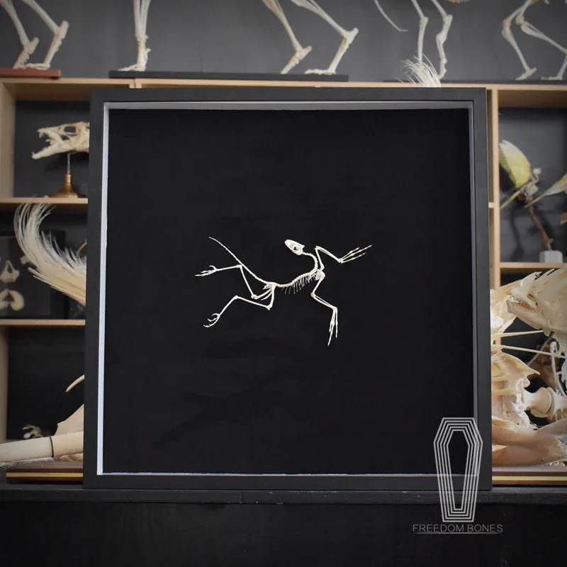 2120 ديكور حائط فني لآثار أركي - مراجعة Fossil Replica Display وسعره