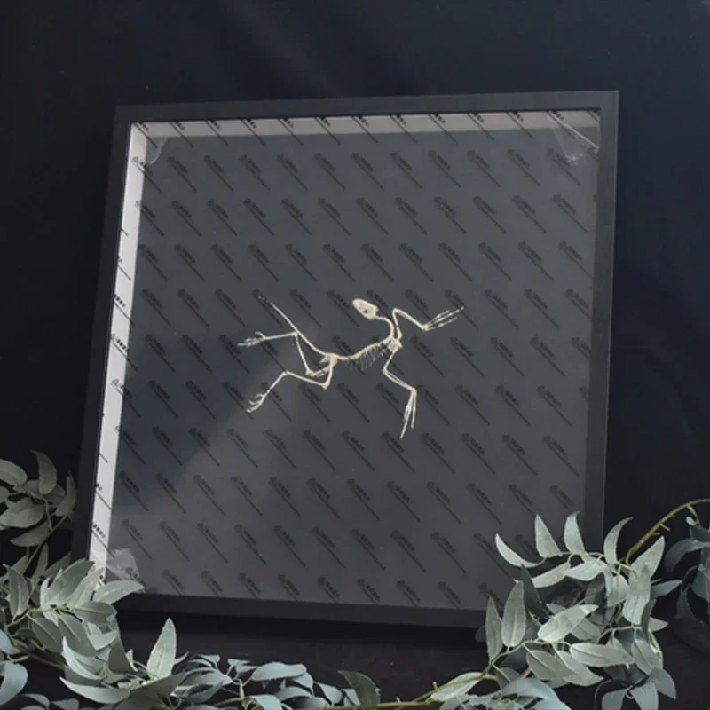 2120 ديكور حائط فني لآثار أركي - مراجعة Fossil Replica Display وسعره